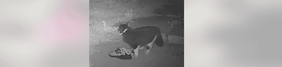 cat stealing