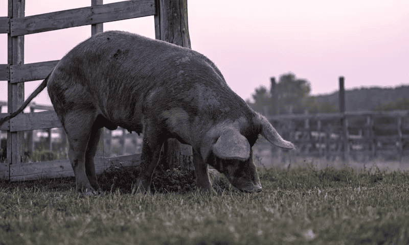 pig