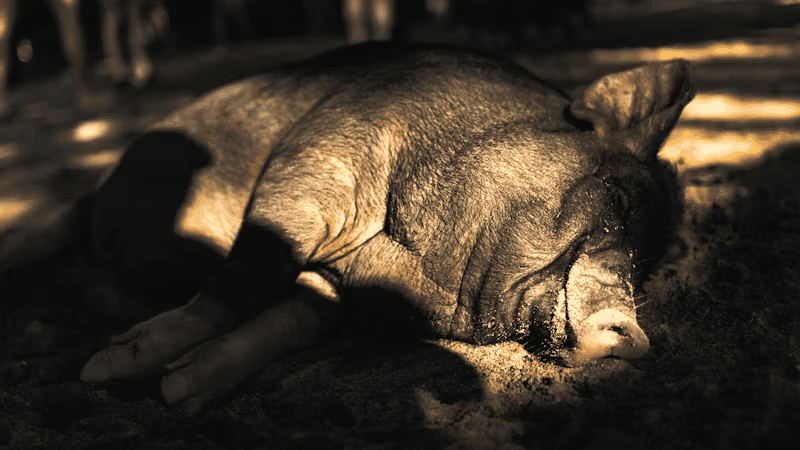 pig