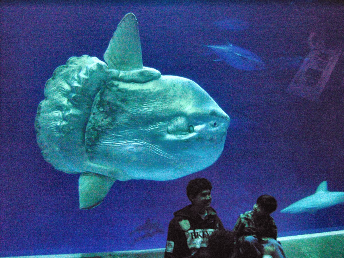 Sunfish