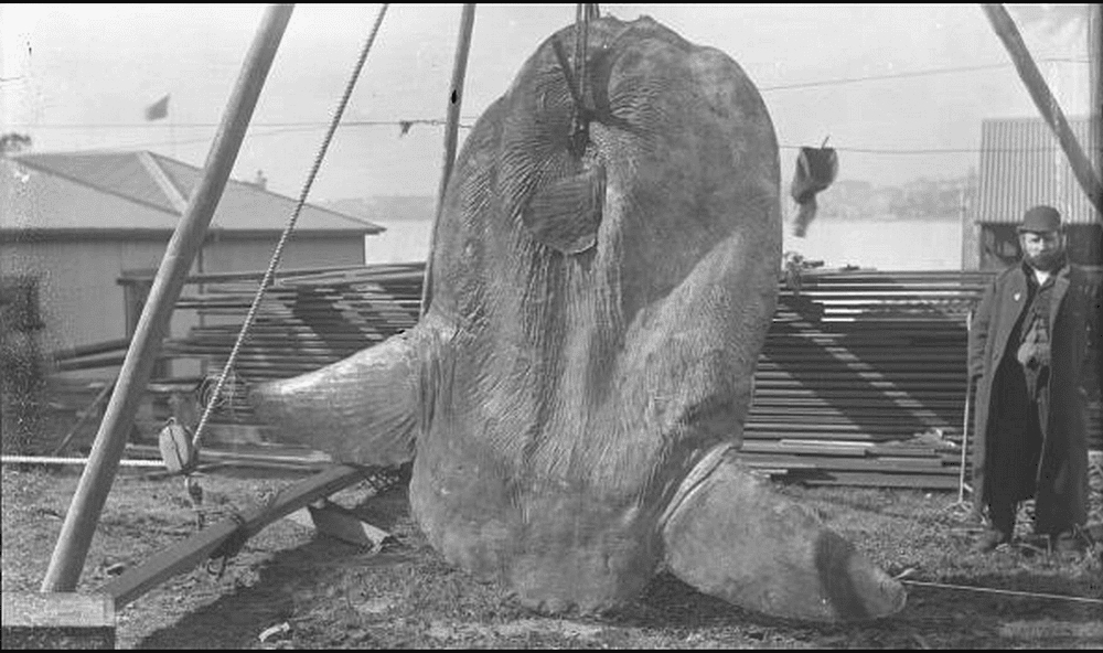 Sunfish