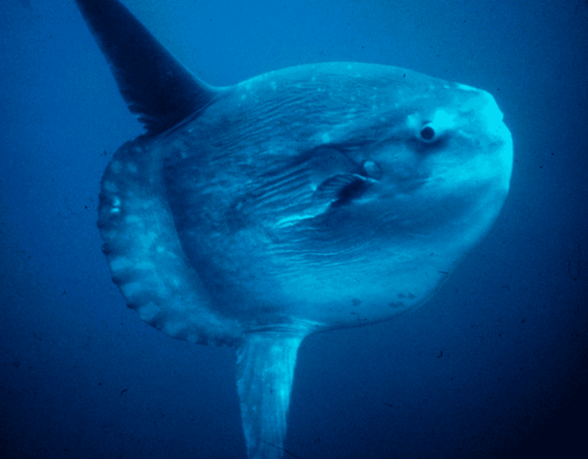 sunfish