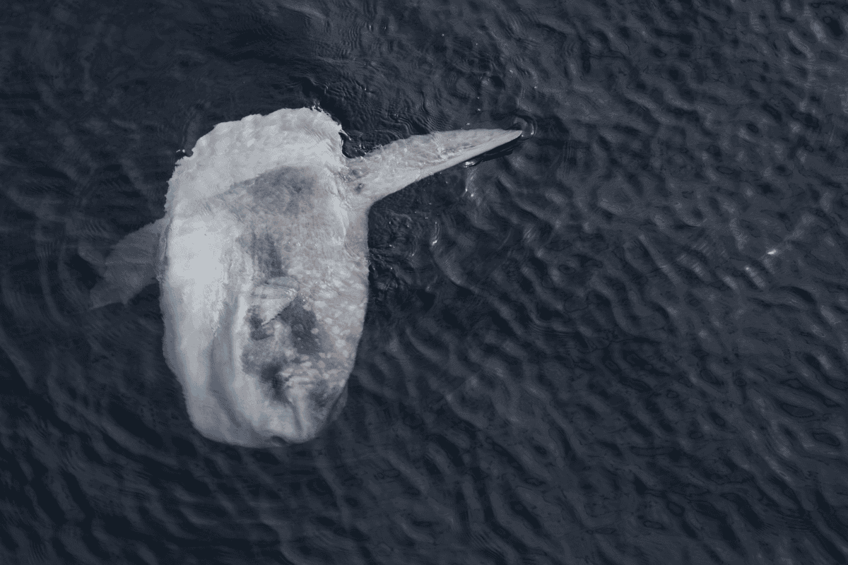 sunfish