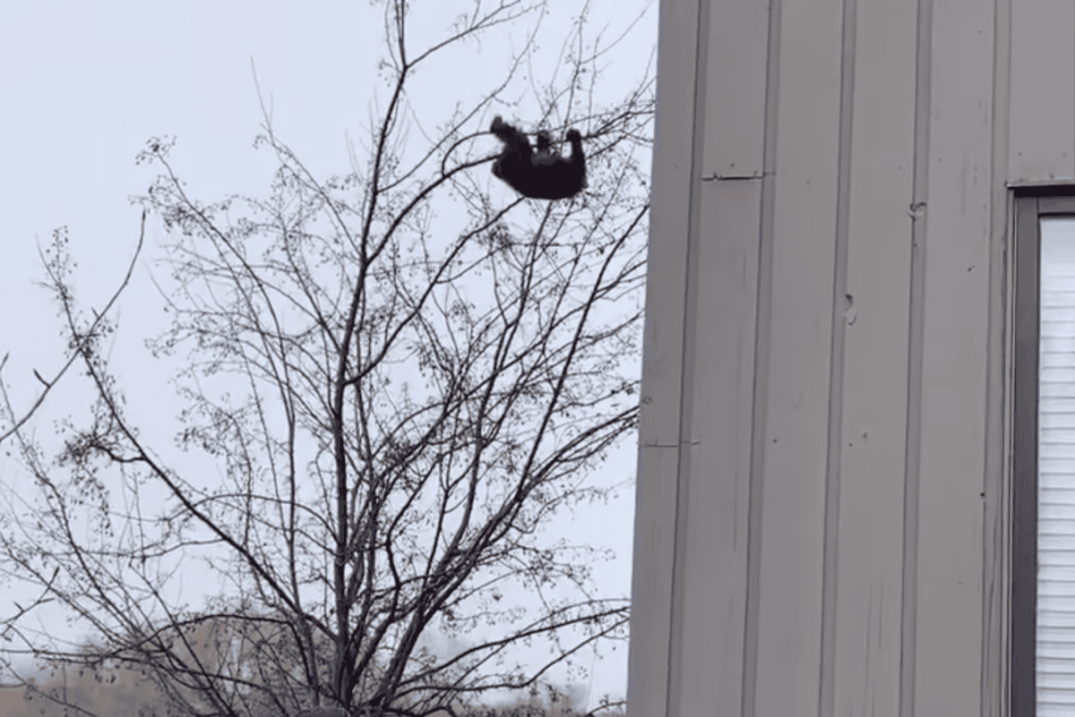 bear cub