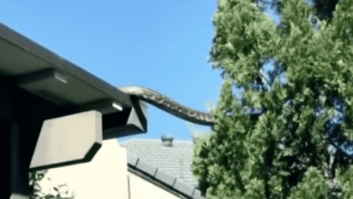 Giant Snake Drops By To Visit an Australian Family
