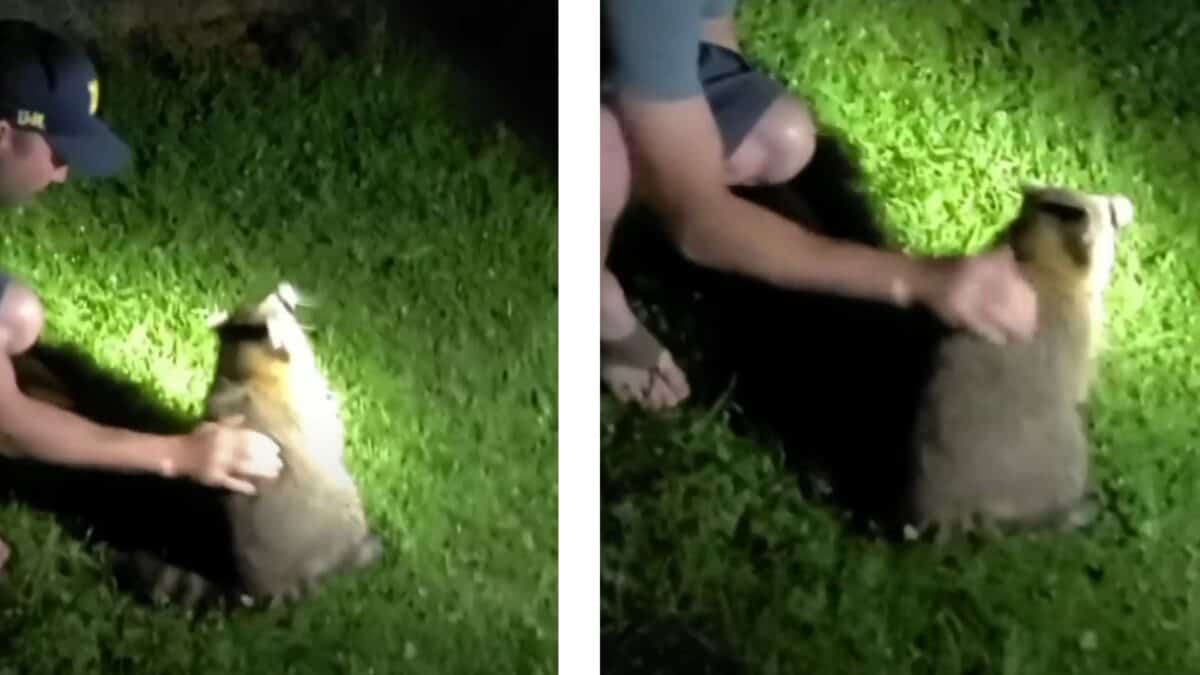 Raccoon is Saved from choking