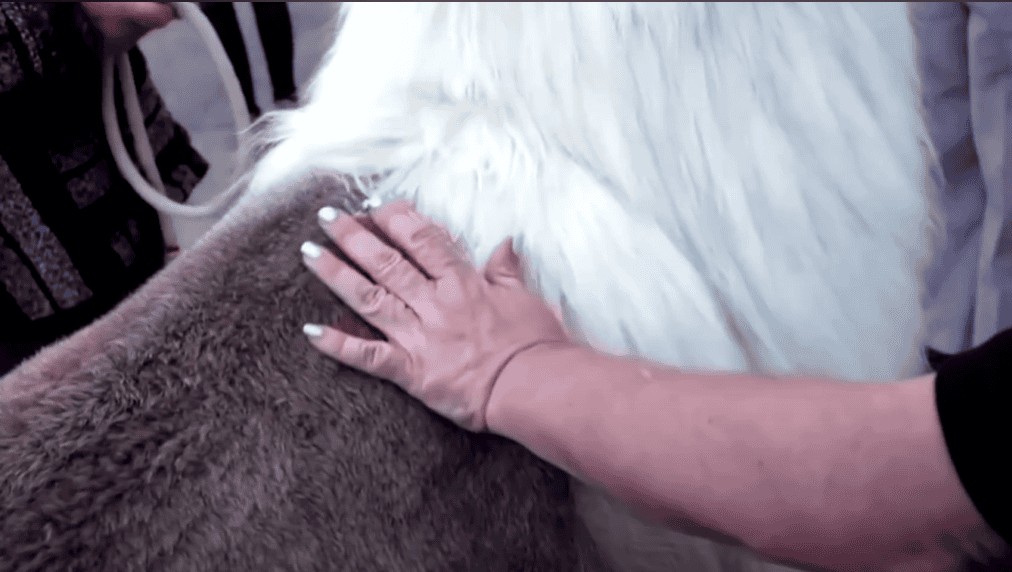 lama
