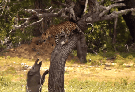 Fierce Battle Between Lonesome Leopard and Wild Boars