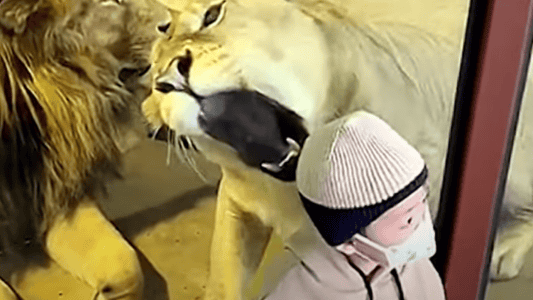 Hungry Lioness Tries to Make a Snack of Toddler Through Zoo Glass Barrier