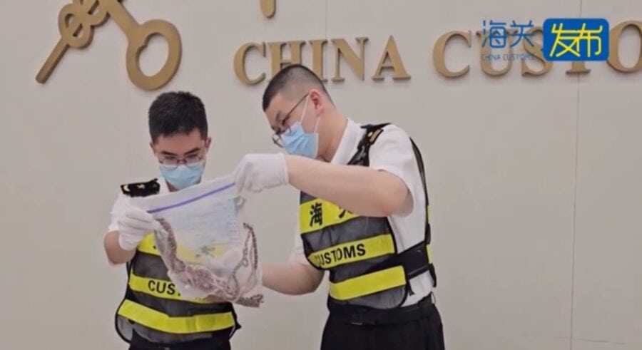 Man Stopped at Customs with 100 Live Snakes Down His Pants