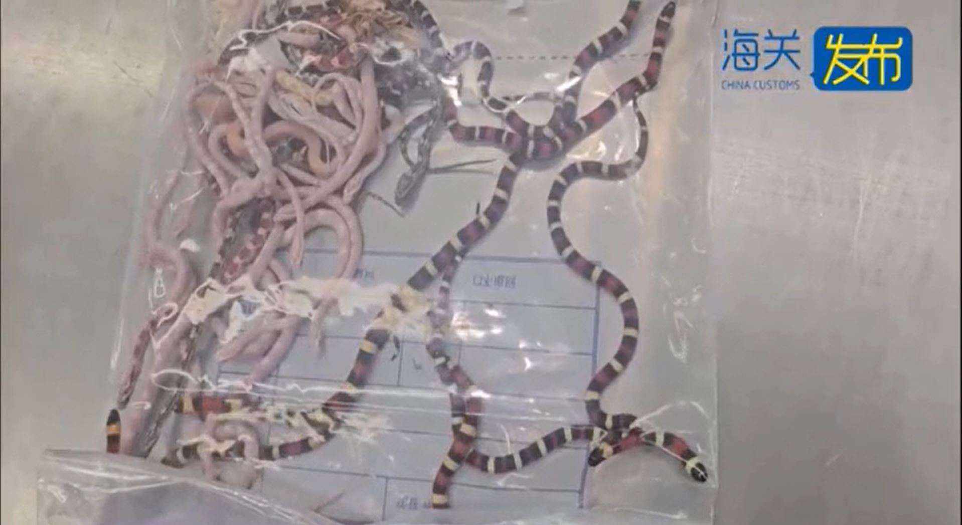 Man Stopped at Customs with 100 Live Snakes Down His Pants