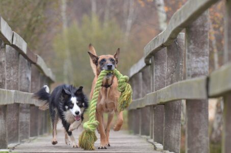10 Effective Ways to Get Rid of Fleas on Your Dog