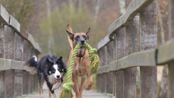 10 Effective Ways to Get Rid of Fleas on Your Dog