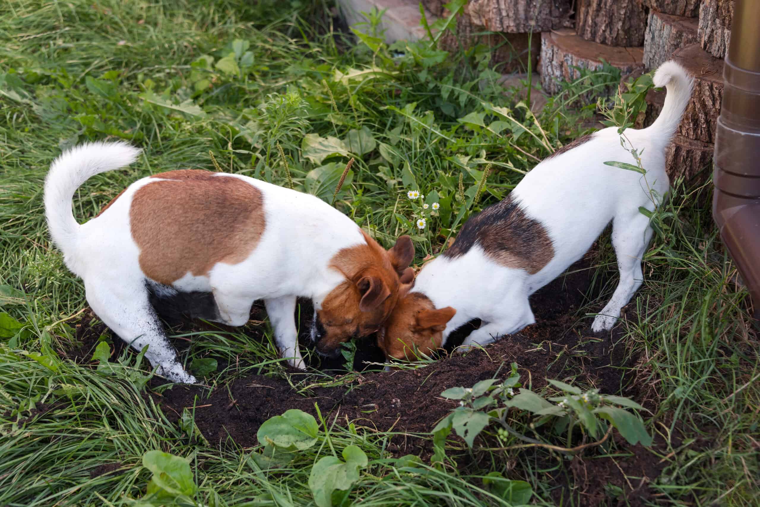 Dogs digging in a garden