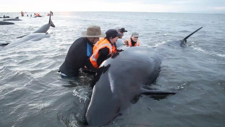 Volunteers Unite to Save Hundreds of Whales from Whale-trap in New Zealand