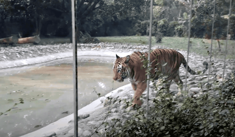 Bengal Tiger in Kolkata Zoo