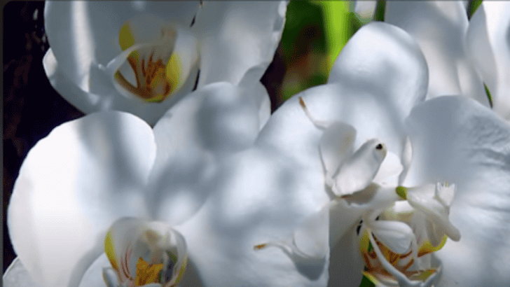 Enchantingly Dangerous: The Secret Beauty of an Orchid