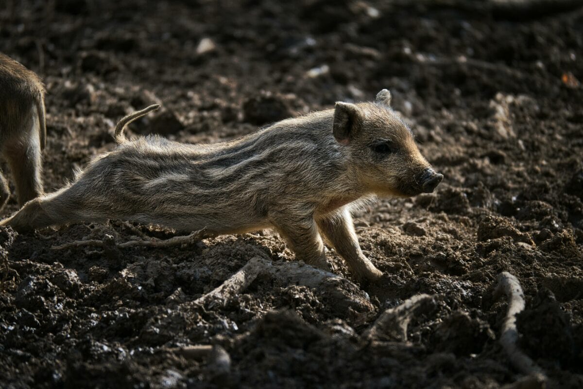 wild boar piglet