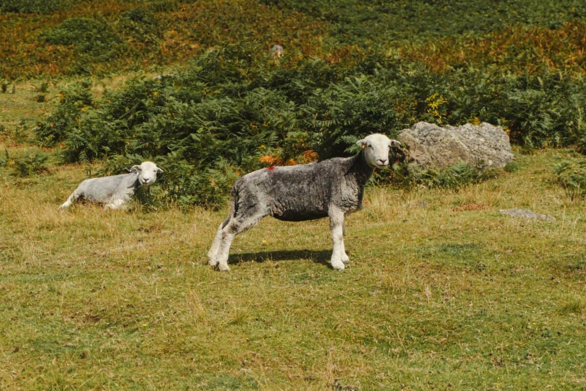 Goats