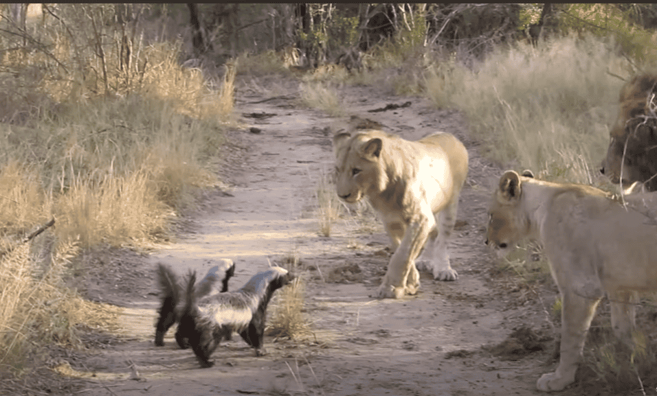 Honey badger