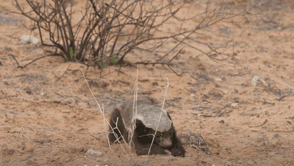 Honey badger