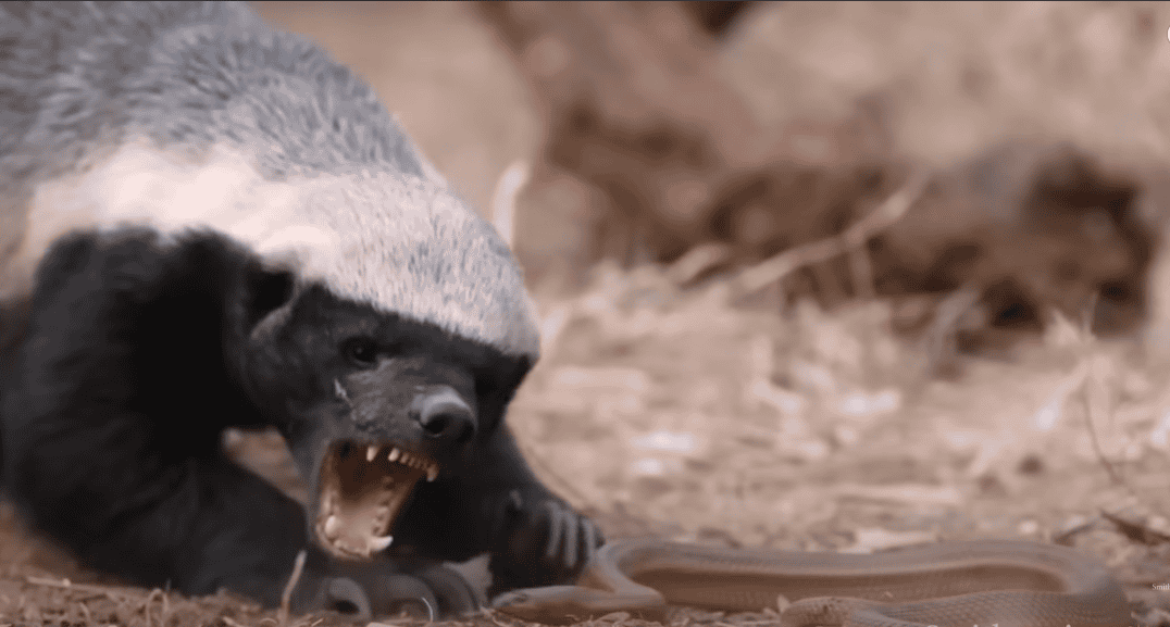 Honey badger