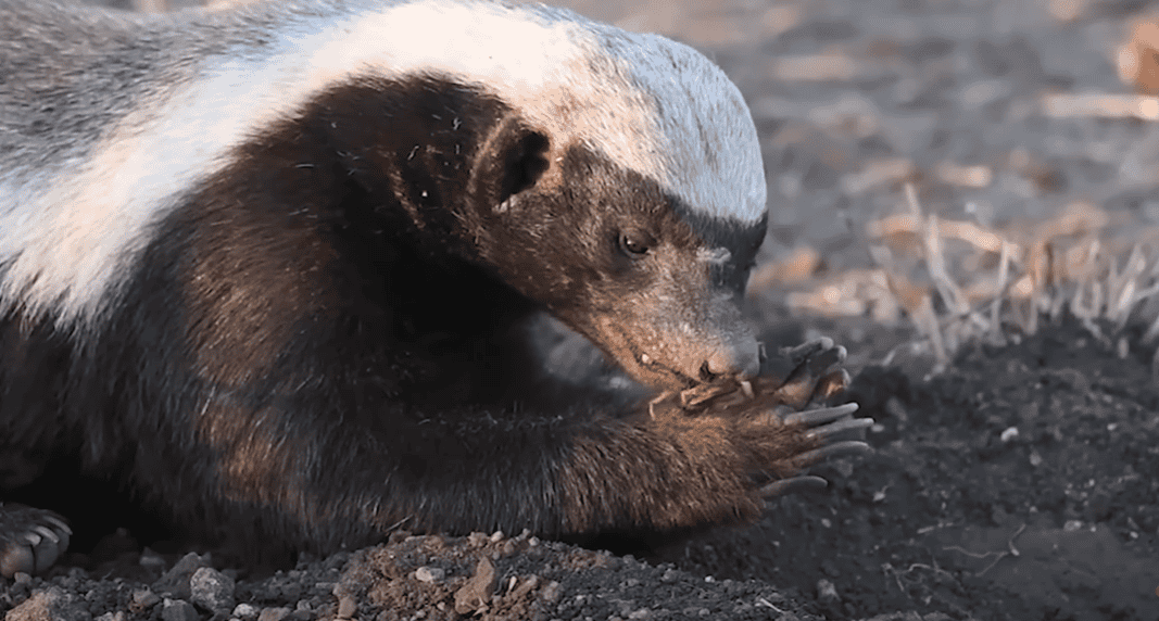 Honey badger
