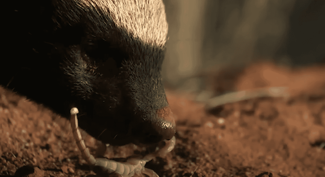 Honey badger