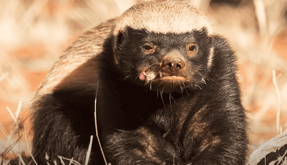 Honey badgers