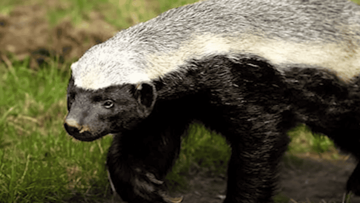 7 Reasons Why the Honey Badger Is the Most Fearless Animal on Earth