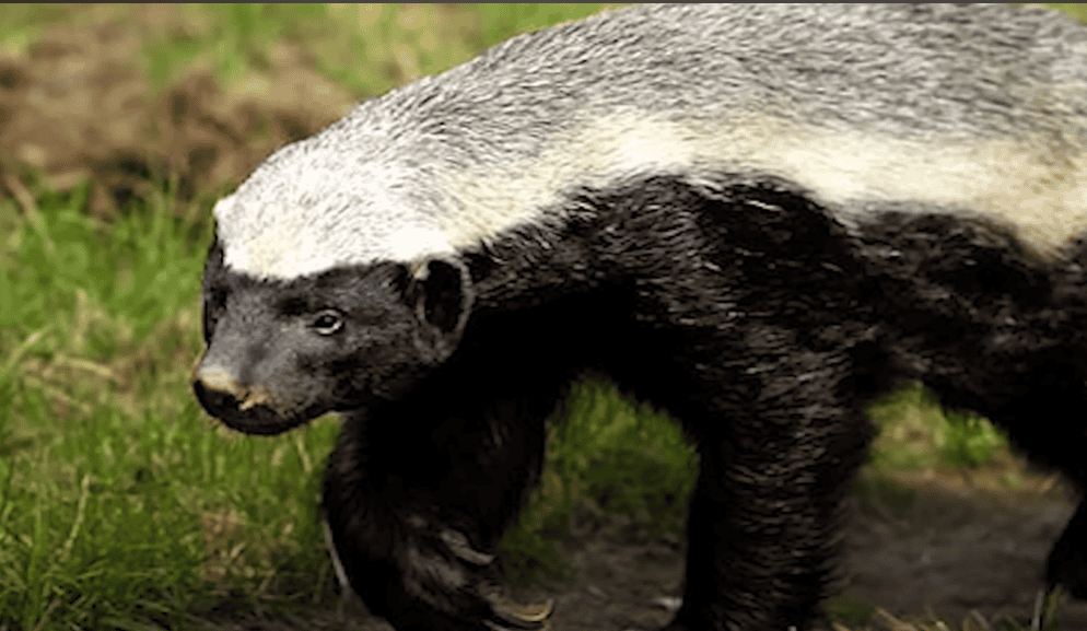 Honey badger