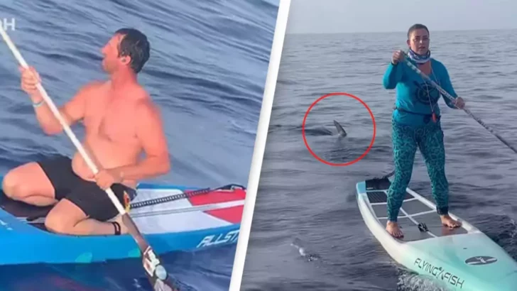 Massive Hammerhead Shark Circles 2 Paddle Boarders off the Coast of Florida
