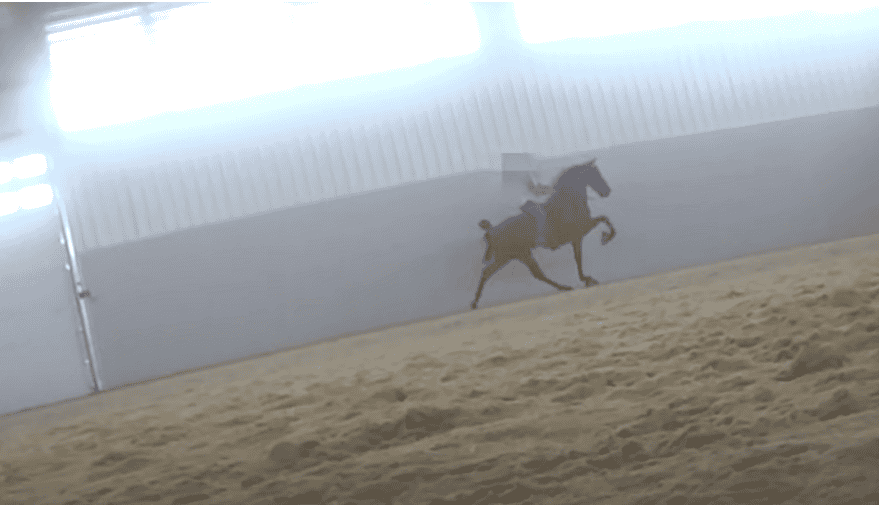 horse in training