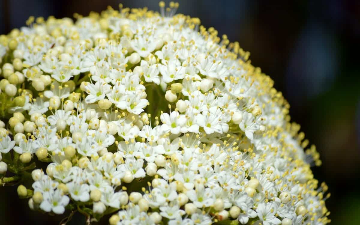 An elderberry bush provides good protection for smaller bird