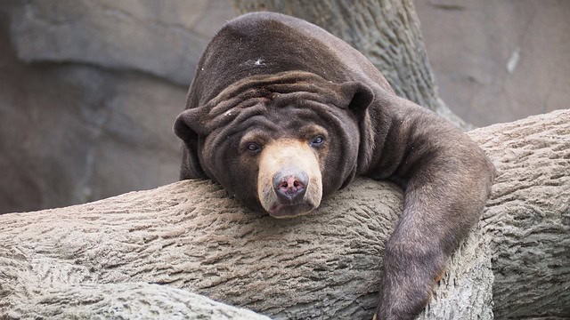 Bear