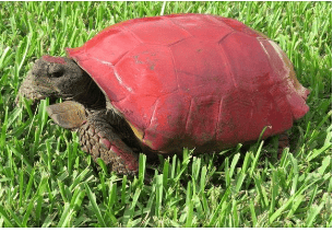 Gopher tortoise