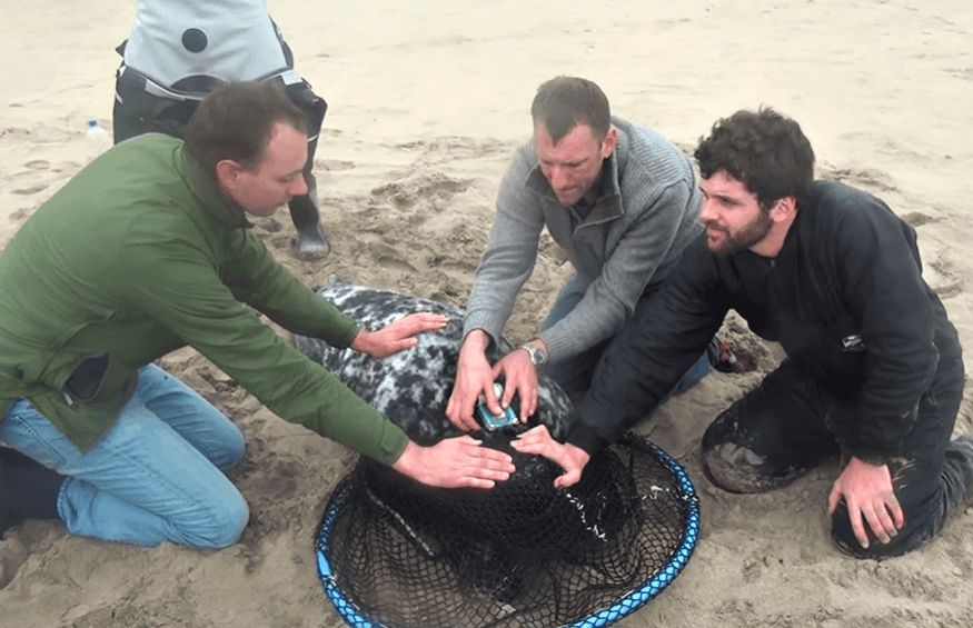 A seal being tagged