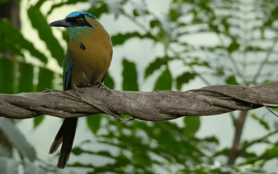 Un ifrit à tête bleue dans la forêt tropicale