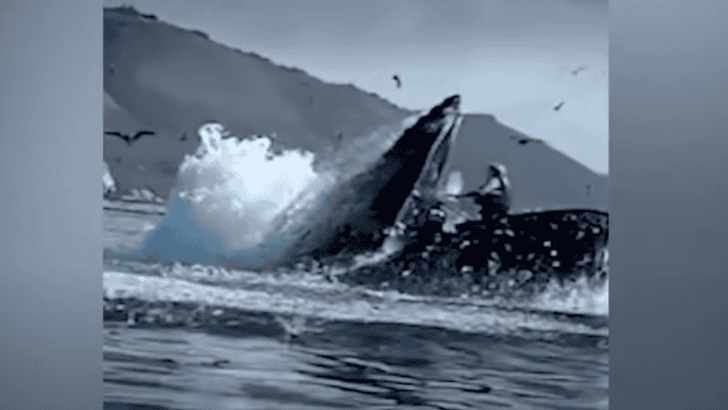 Humpback Whale Almost Swallowed Kayakers in California