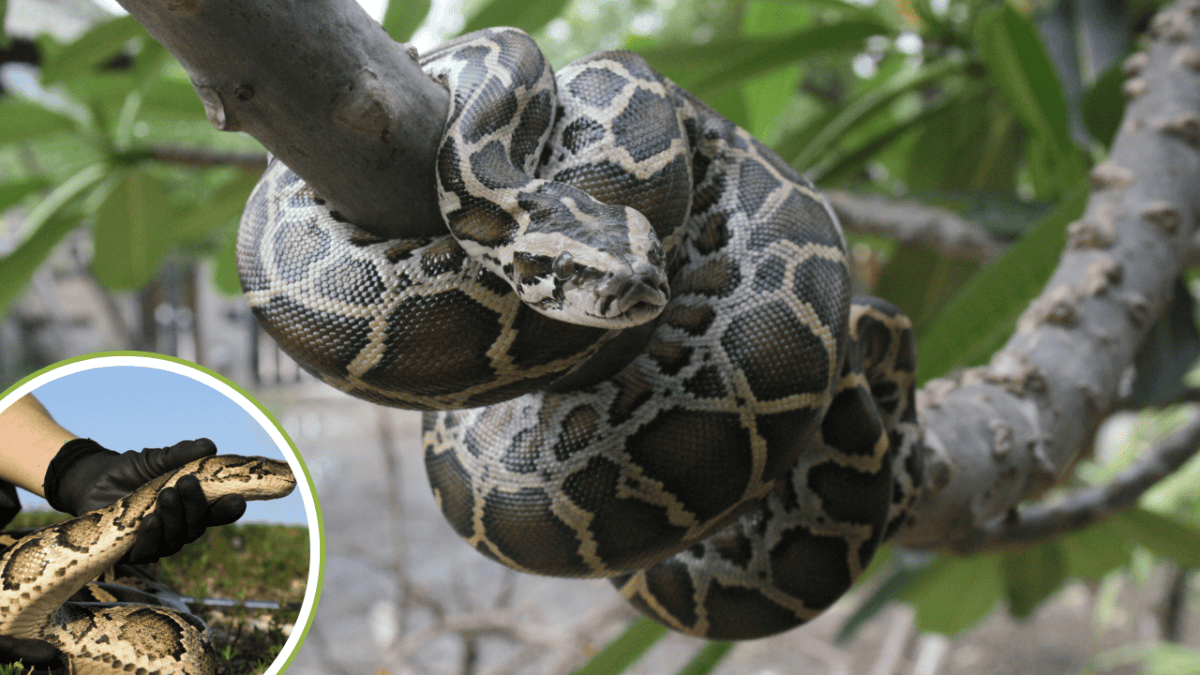 Florida's Python Challenge 2024 Kicks Off in the Everglades - Animals ...