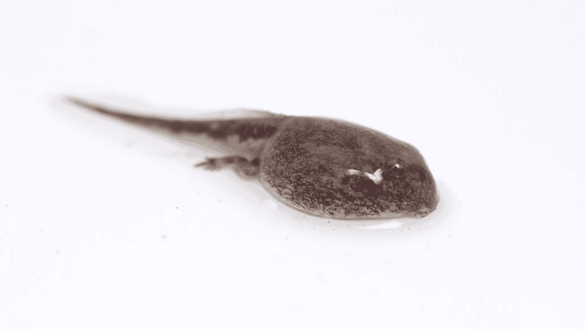 Closeup of American Tadpole