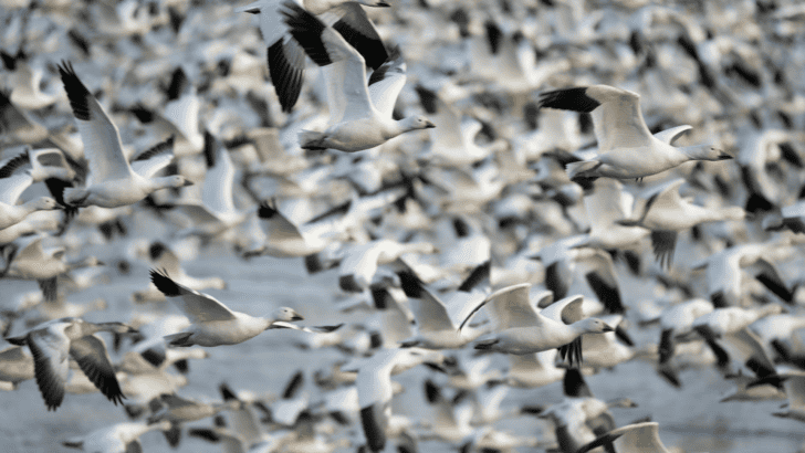 10 Most Spectacular Bird Migrations in the U.S.