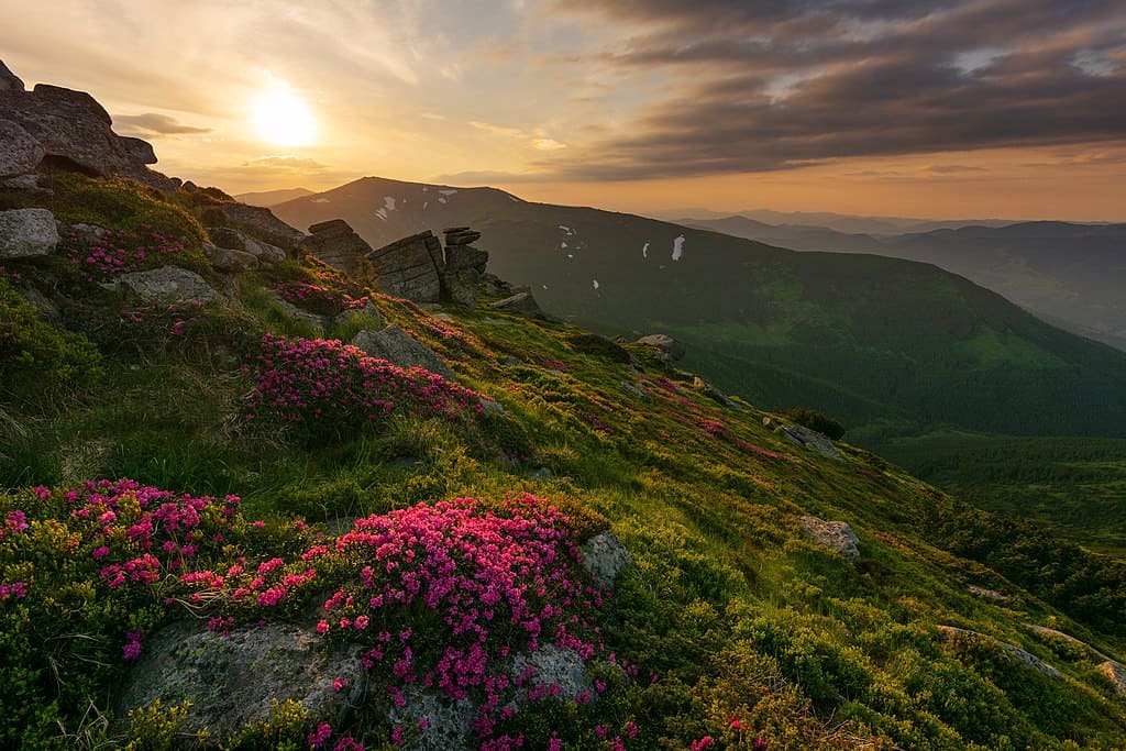 Flowers blossoming on the mountain.