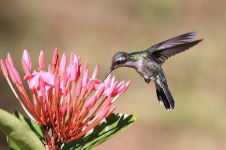 The Swift Hummingbird: How It Can Fly at Speeds of Up to 60 mph