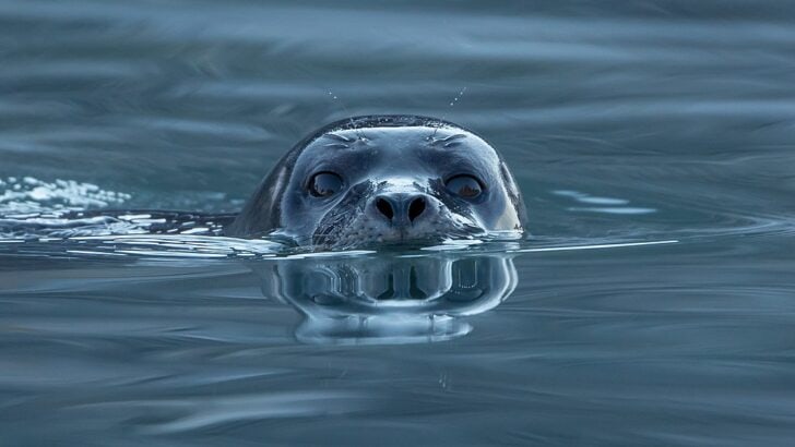 Seals Sneezing is the Most Unexpected Phenomenon!