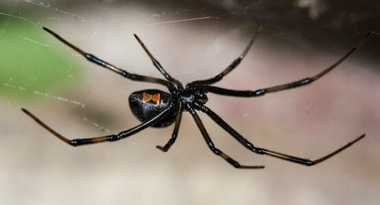 The Most Venomous Animal in Each US State — From Coast to Coast