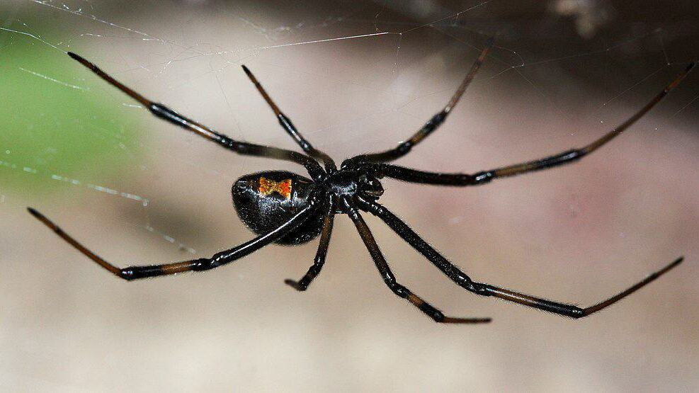 Black widow spider on web.