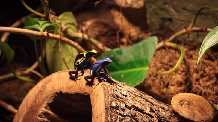 Why Dreaming of Frogs Could Be a Sign of Luck and Positive Change