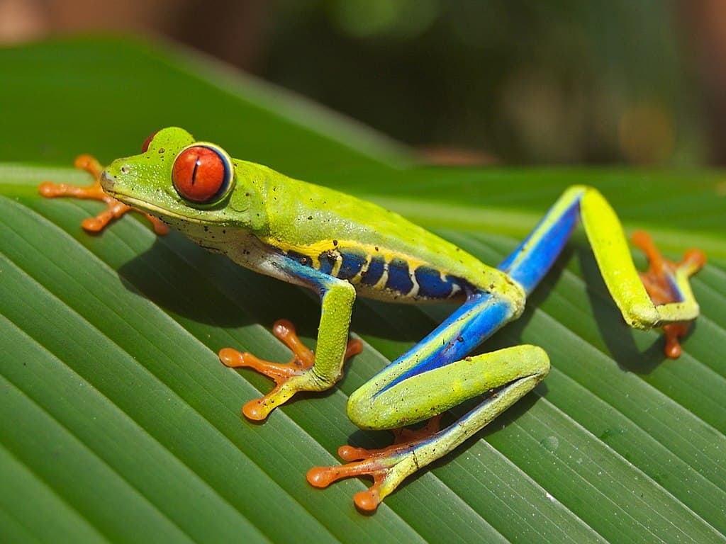 Red eyed tree frog.
