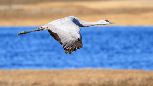 12 Bird Migrations That Are Nothing Short of Epic